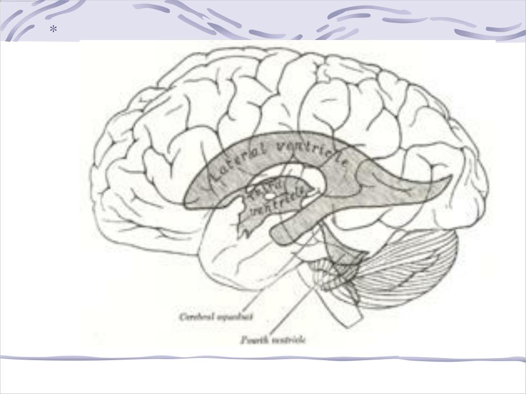 Средний мозг желудочек. 4 Желудочек головного мозга строение. Третий желудочек головного мозга. 3 Желудочек головного мозга анатомия. Стенки 3 желудочка мозга.