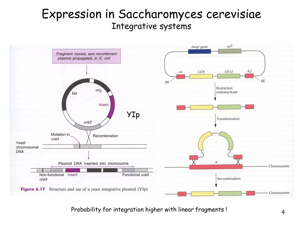 Вирус бактерия или плазмида несущая встроенный фрагмент. Геном дрожжей Saccharomyces cerevisiae.. Saccharomyces cerevisiae строение. Трансформация дрожжей. S. cerevisiae геном.
