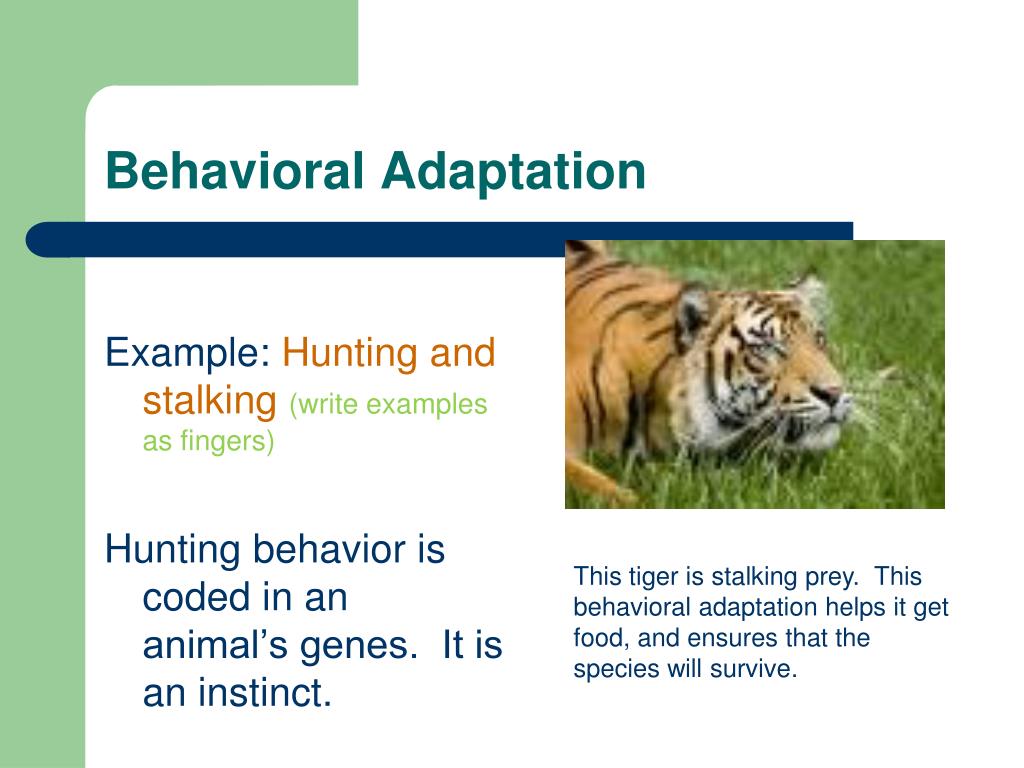Behavioral Adaptation Definition Biology