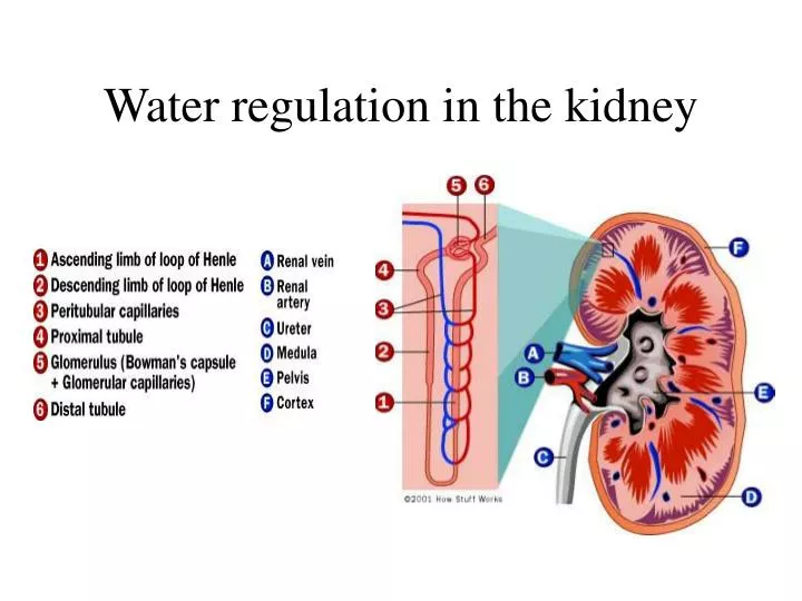 water regulation in the kidney n.