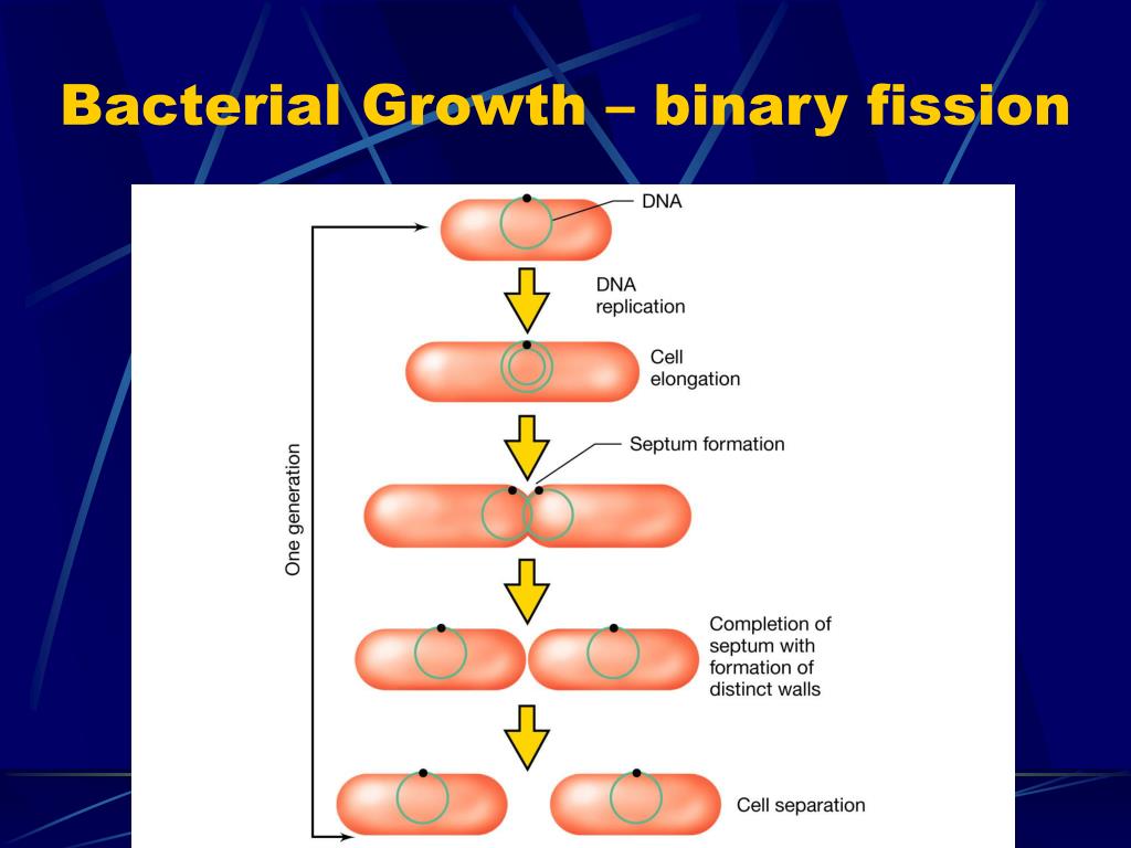 binary fission in bacteria binary fission in bacteria