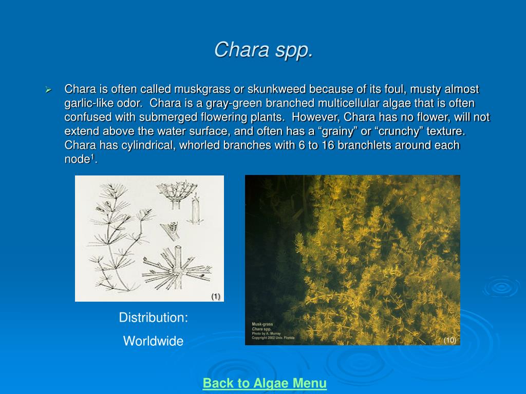 Chara (Muskgrass; Stonewort)  Missouri Department of Conservation