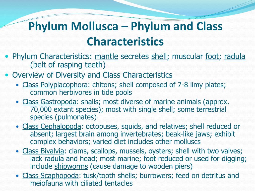 PPT - Phylum Mollusca – Phylum and Class Characteristics PowerPoint  Presentation - ID:609324