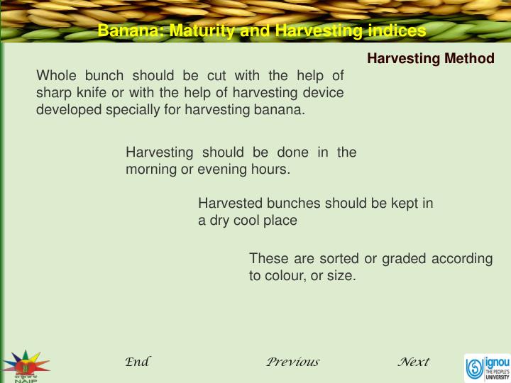 PPT Banana Maturity and Harvesting indices PowerPoint Presentation ID609557