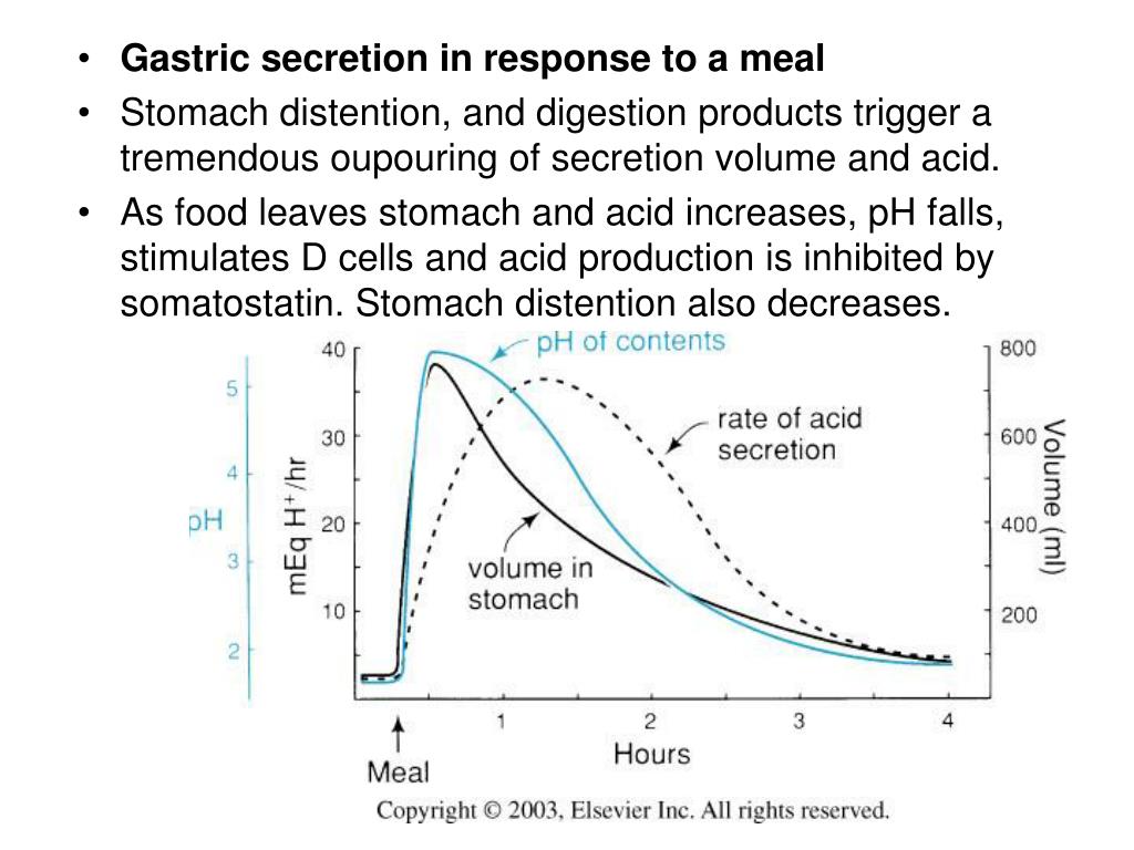 PPT - The proximal 80% of the stomach makes up the acid secreting
