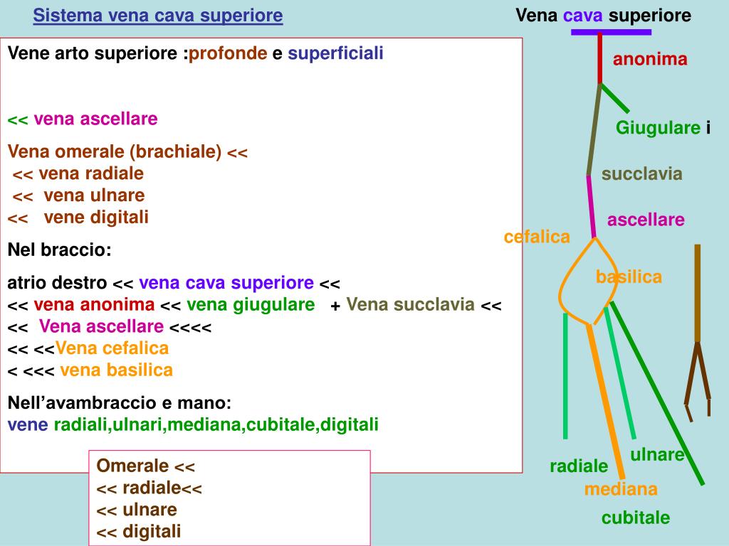 PPT - Sistema circolatorio venoso nomi e localizzazione vene principali  PowerPoint Presentation - ID:610989, image size:1024x768