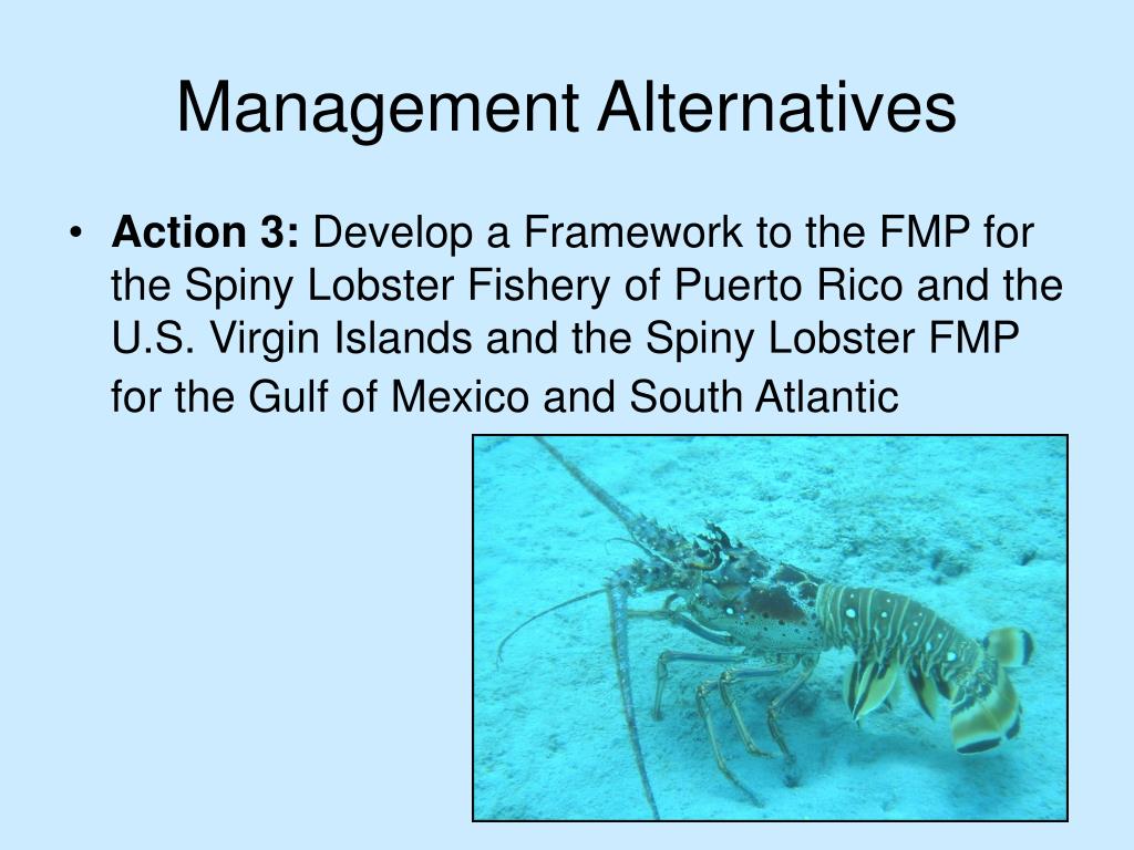 PPT - SPINY LOBSTER ( Panulirus argus) PowerPoint Presentation