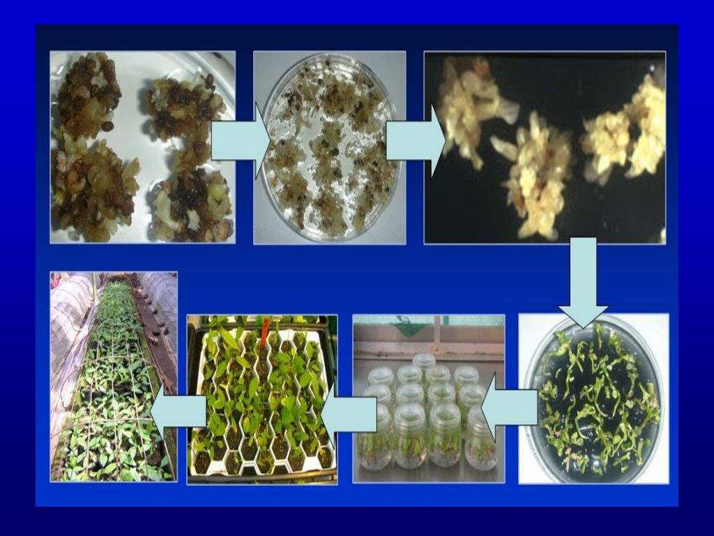 PPT Plant Tissue Culture PowerPoint Presentation, free