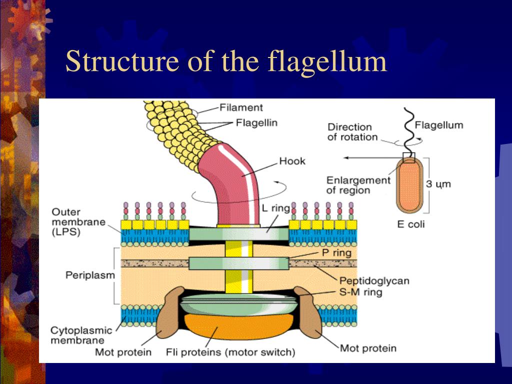 ppt-bacterial-morphology-arrangement-powerpoint-presentation-free