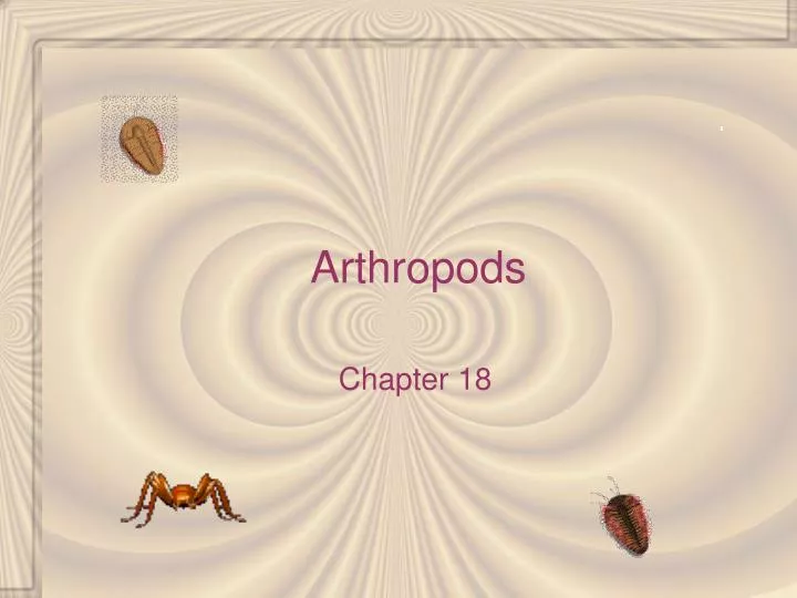 PPT - Arthropods PowerPoint Presentation, free download - ID:611873