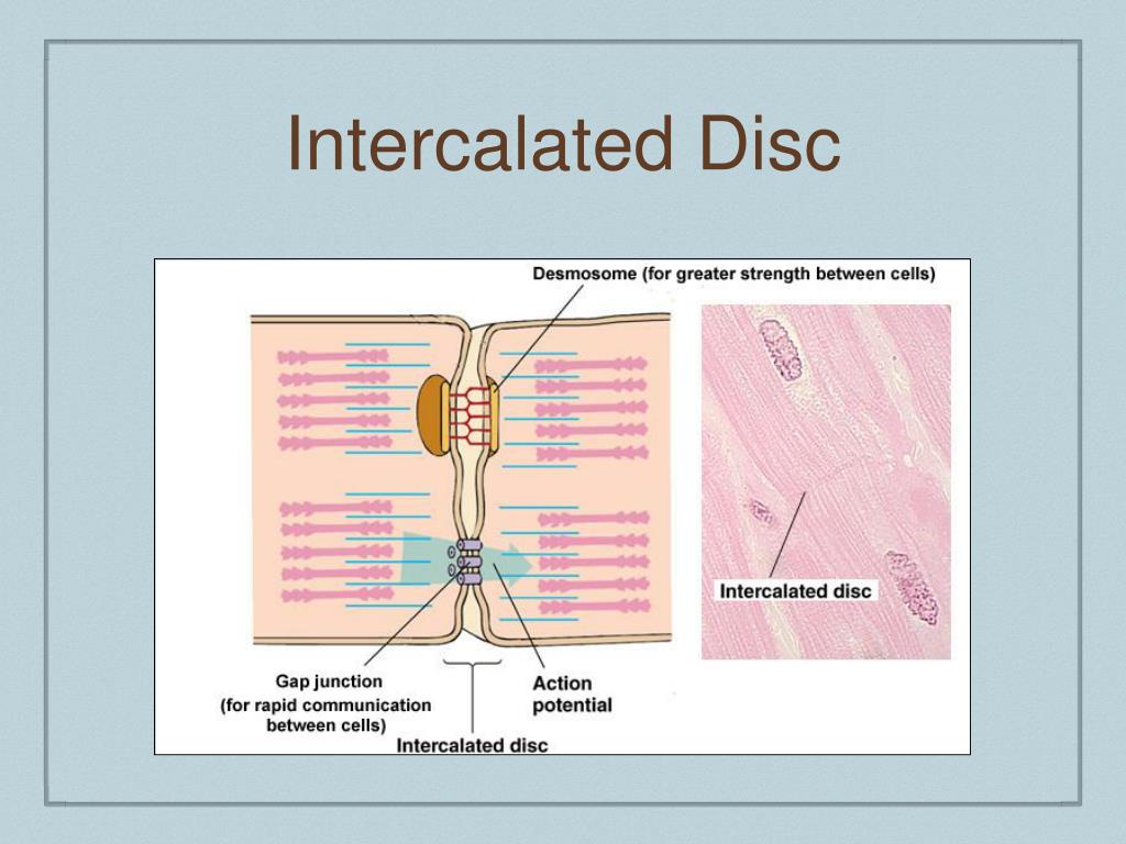 PPT Basic Cardiology PowerPoint Presentation, free download ID612474