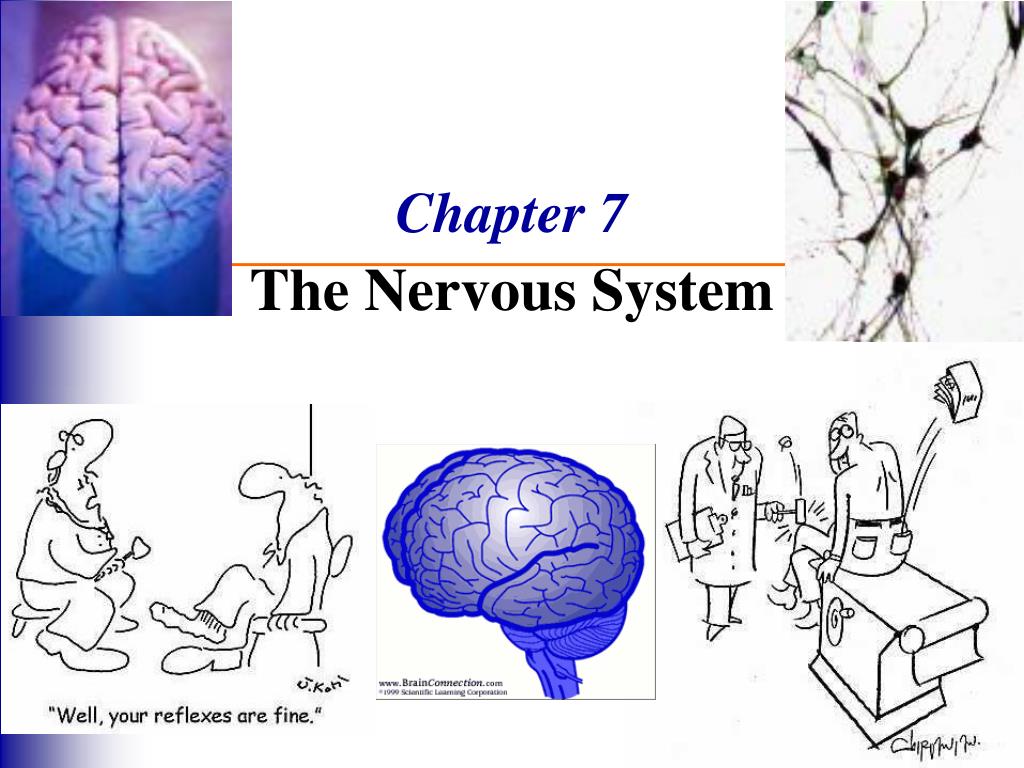 Chapter 7   Nervous Systemppt   The Nervous System General Nervous