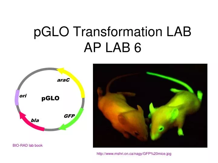 pglo transformation lab ap lab 6 n.