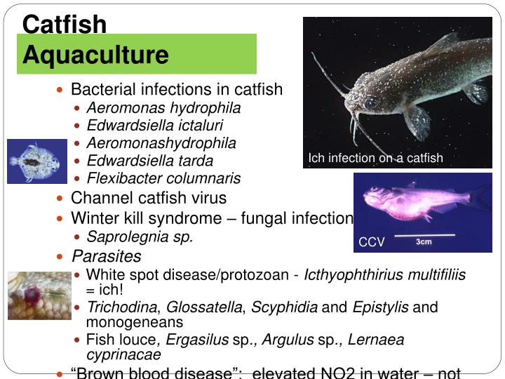 PPT Fish Health and Disease PowerPoint Presentation ID618042