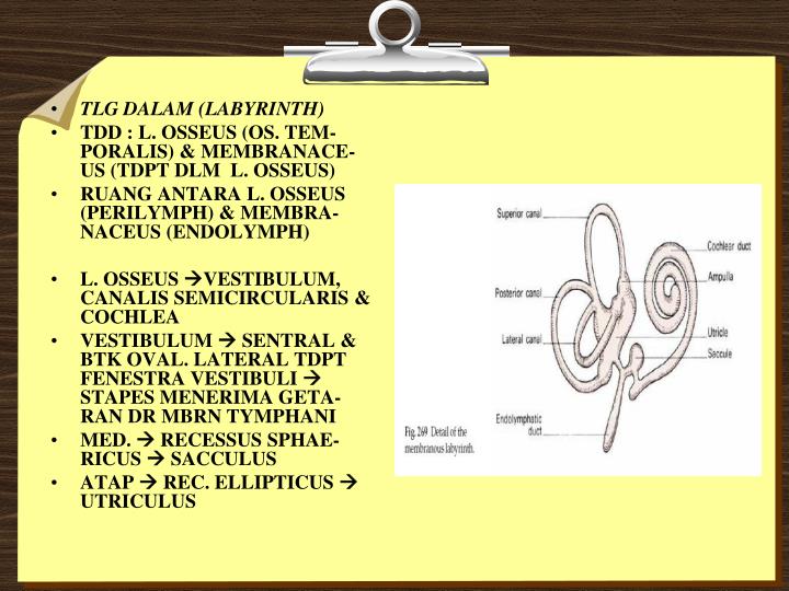 Sinusitis Tandatanda Penyakit Penyebab Dan Pilihan Obat