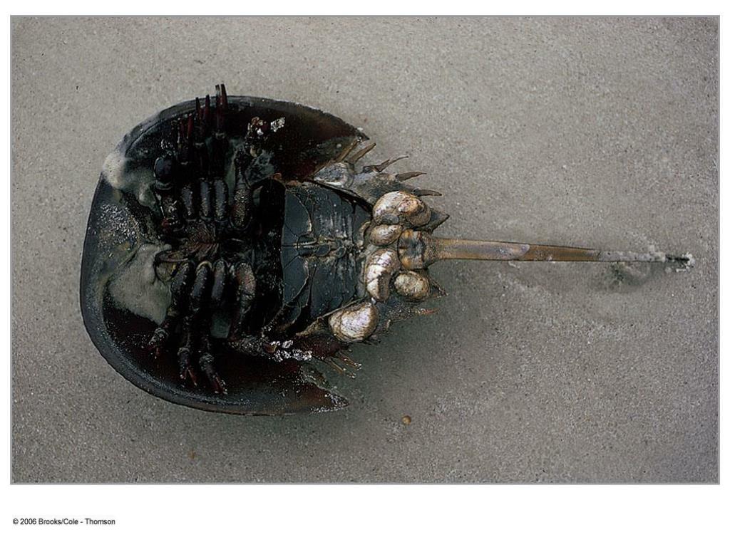 PPT - Arthropods: Animals with Jointed Appendages PowerPoint
