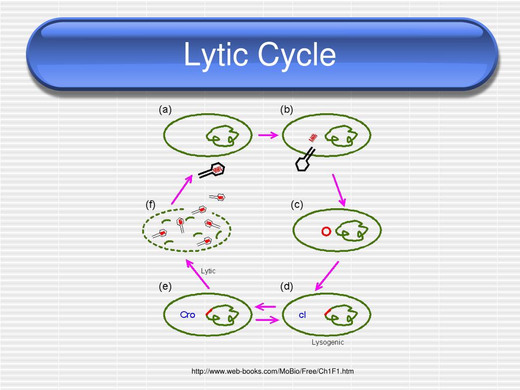 What Is A Lytic Cycle
