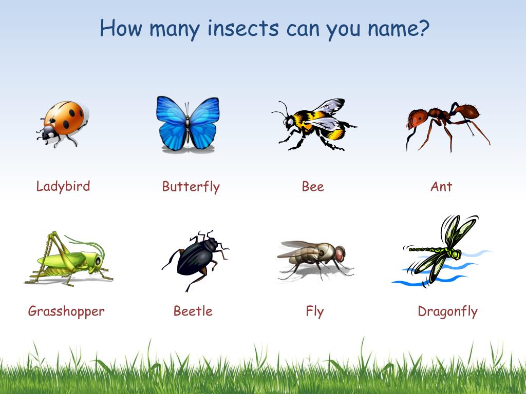 Комаров перевод на английский. Insects names. Комар на английском. Насекомые на английском языке. Насекомые на немецком языке.
