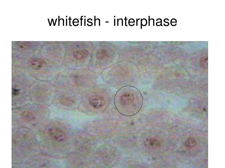 PPT - Whitefish Mitosis PowerPoint Presentation - ID:622773