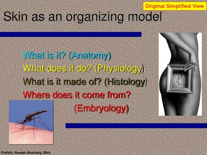 skin as an organizing model n.