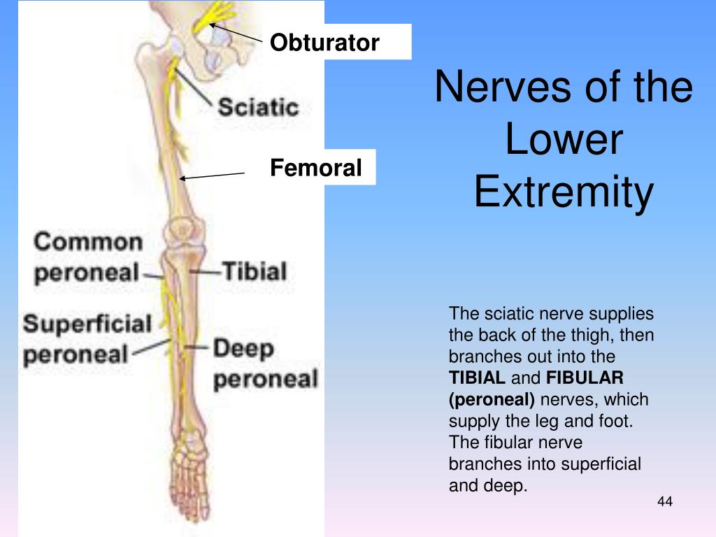 PPT - Peripheral Nervous System (PNS) PowerPoint Presentation, free ...