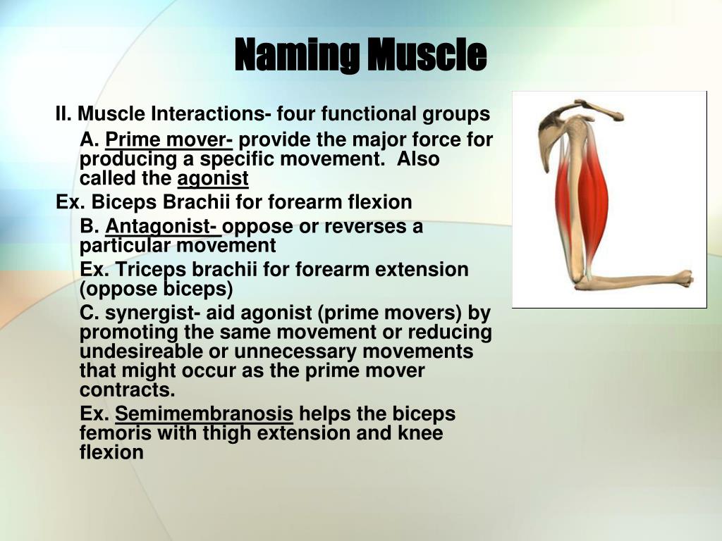 How To Name Muscles / Muscles Anatomy - Different Muscles Name