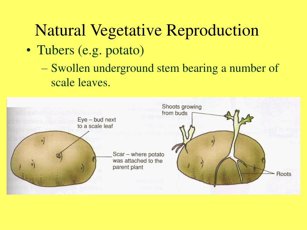 what-are-the-types-of-natural-vegetative-propagation-at-carol-sorrels-blog