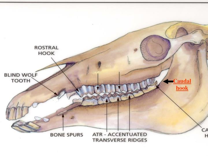 PPT Equine Dentistry PowerPoint Presentation ID625854
