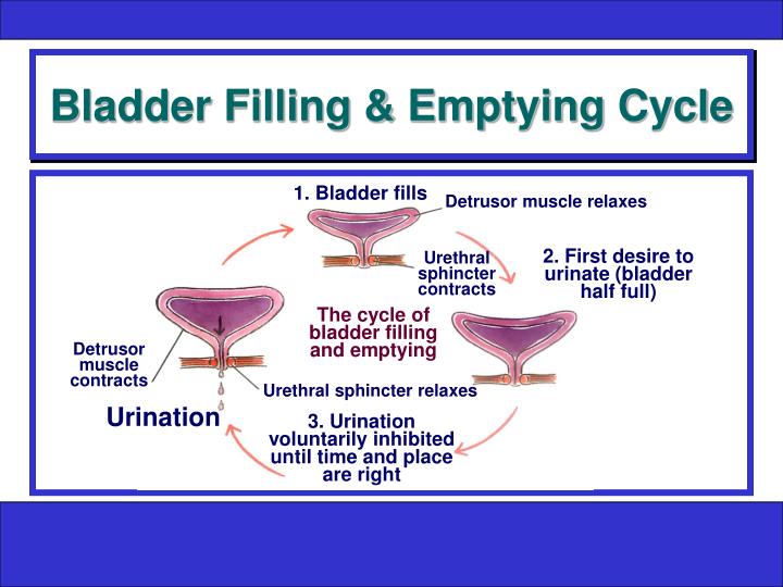 PPT How Does the Bladder Work? PowerPoint Presentation ID625946