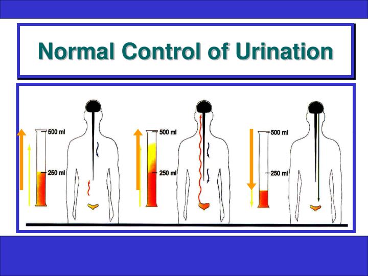 PPT - How Does the Bladder Work? PowerPoint Presentation - ID:625946