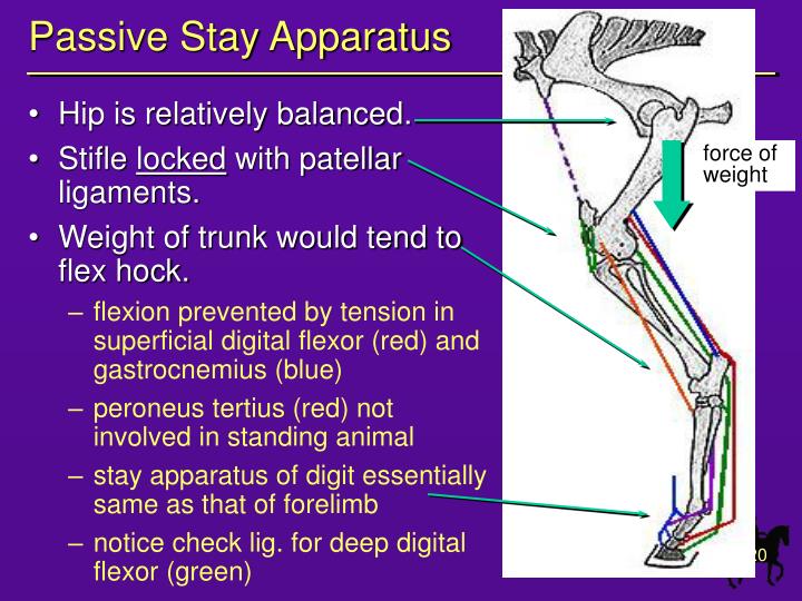 PPT Equine Hind Limb PowerPoint Presentation ID626065