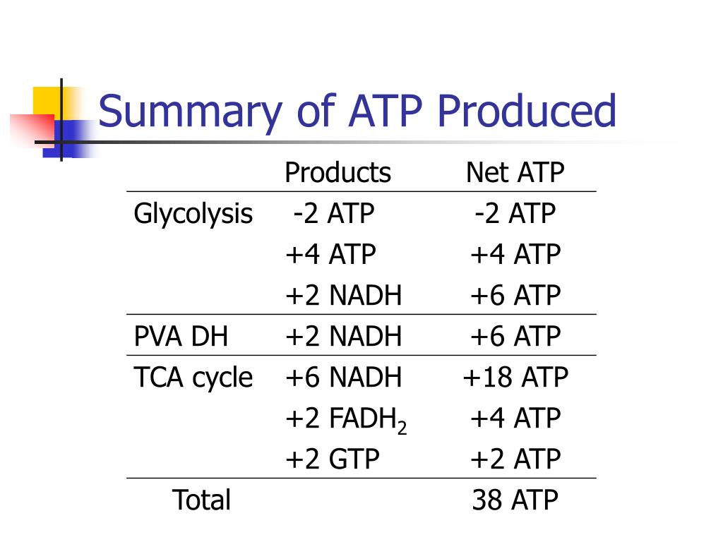 PPT Three Fates of Pyruvate PowerPoint Presentation, free download