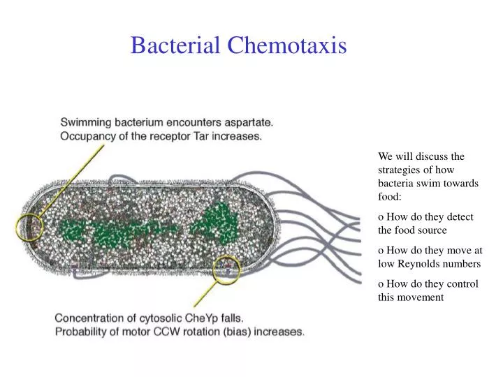 bacterial chemotaxis n.
