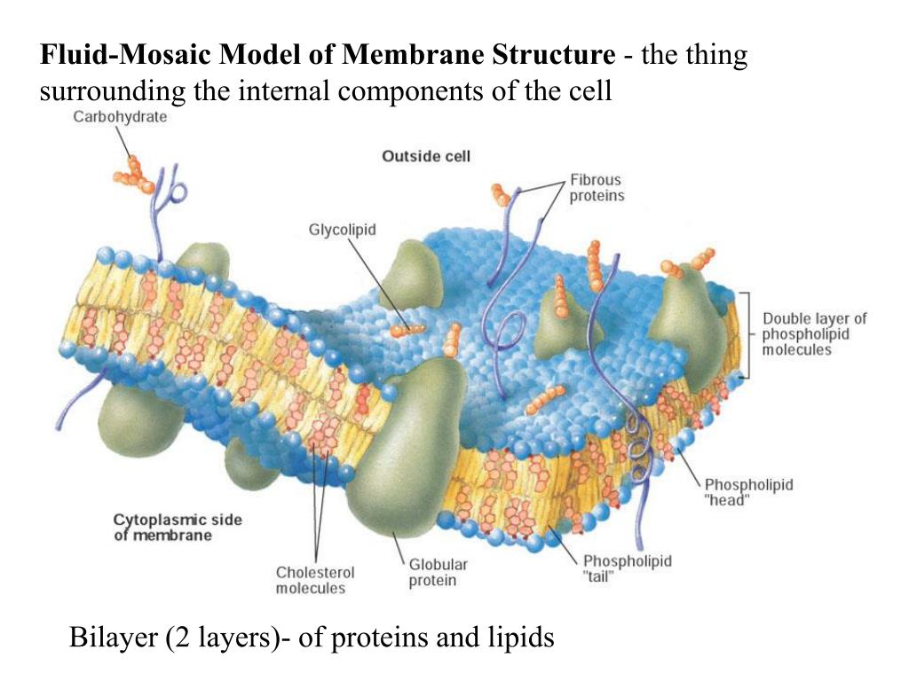 Эукариотическая клетка плазматическая мембрана. Мембрана строение плазмолемма. Цитоплазматическая мембрана и гликокаликс. Мембрана плазмолемма гликокаликс. Строение мембраны гликокаликс.