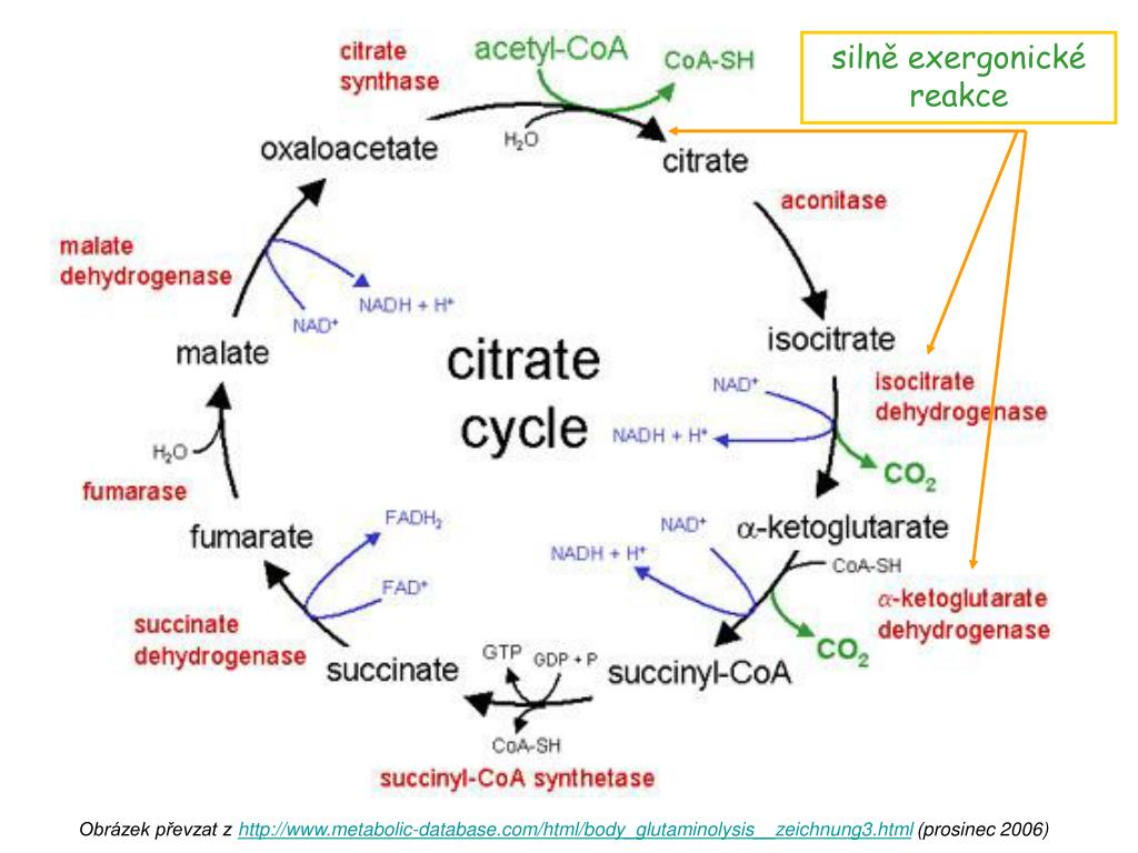 Цитратный цикл. Цитратный цикл Кребса. Цикл трикарбоновых кислот. Citric acid Ccycle. Krebs Cycle Biochemistry.