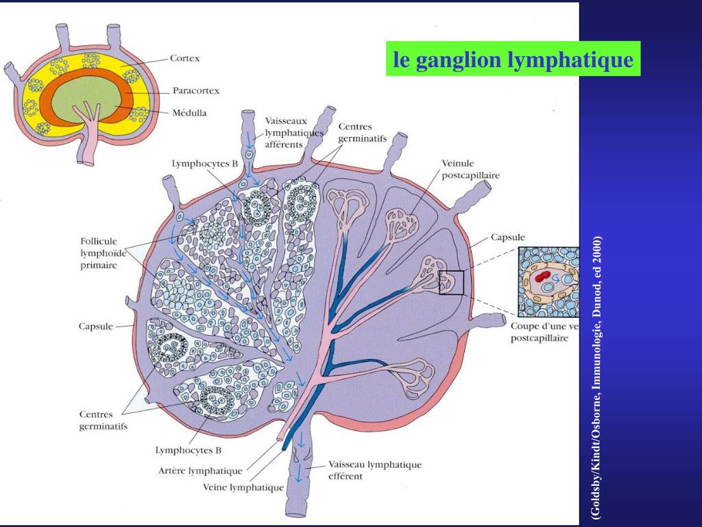 PPT - LE SYSTEME LYMPHATIQUE Lymphe Vaisseaux lymphatiques Tissus