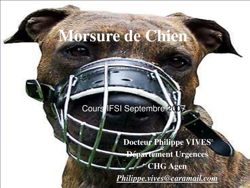 PPT - Morsure de Chien PowerPoint Presentation, free download - ID