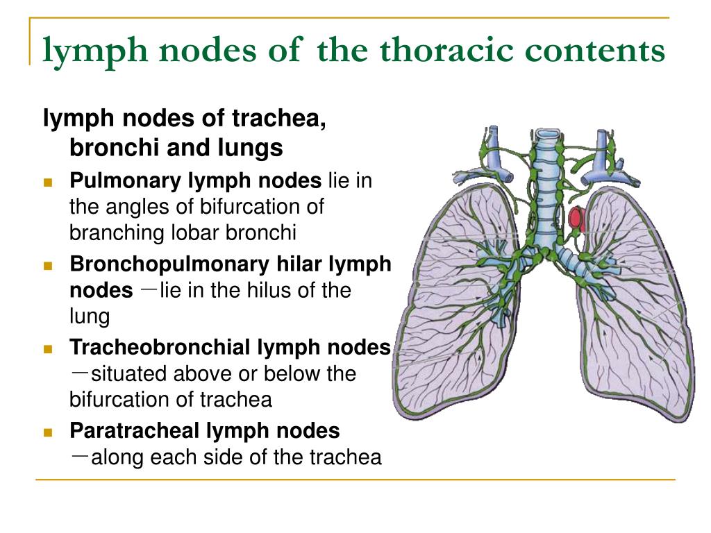 PPT - Thorax PowerPoint Presentation, free download - ID:628150