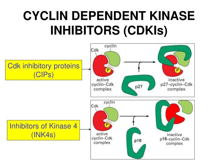 PPT - THE BIOLOGY OF CANCER PowerPoint Presentation - ID:629103