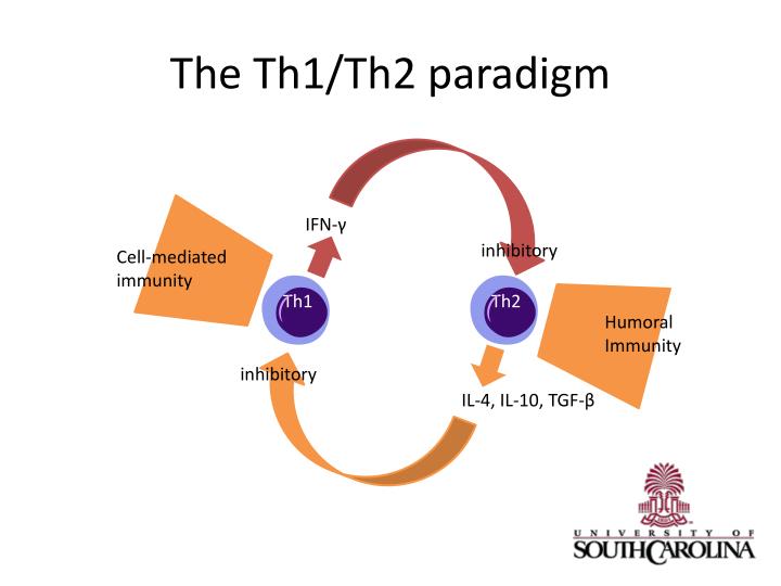 PPT - Immunoregulation PowerPoint Presentation - ID:629555