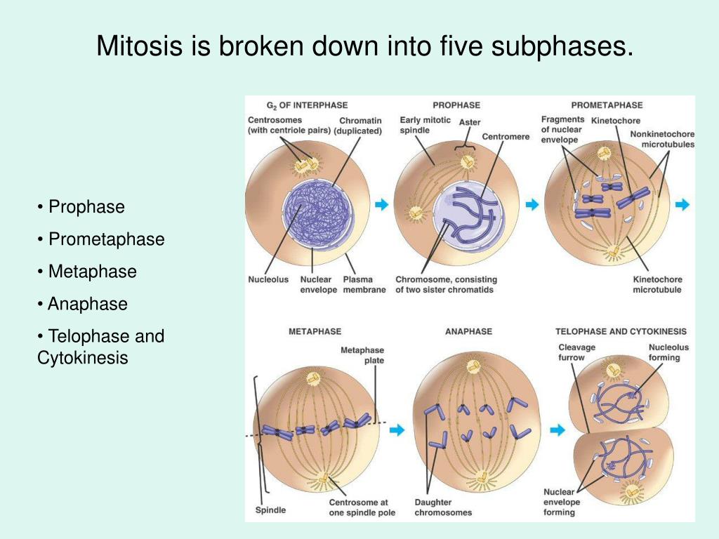 mitosis is broken down into five subphases.