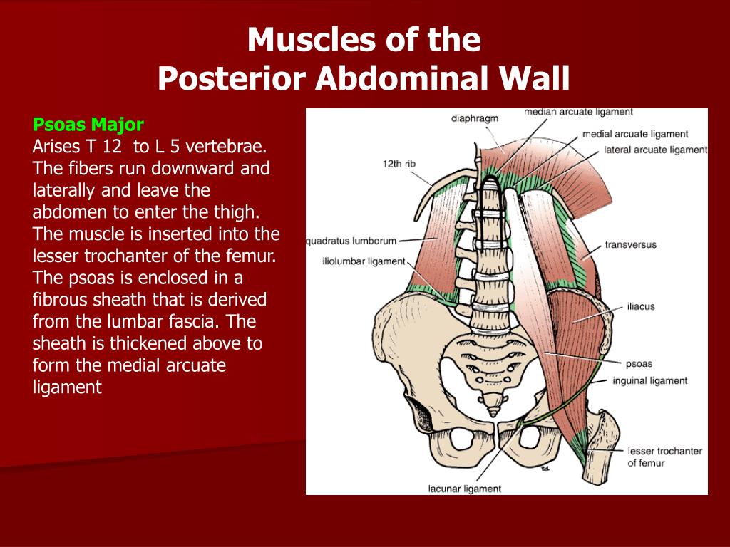 Ppt Diaphragm And Posterior Abdominal Wall Powerpoint Presentation Id