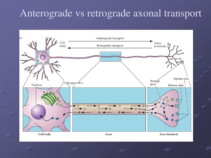 anterograde vs retrograde amnesia anterograde vs retrograde amnesia