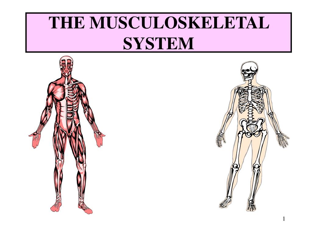 PPT - THE MUSCULOSKELETAL SYSTEM PowerPoint Presentation, free download