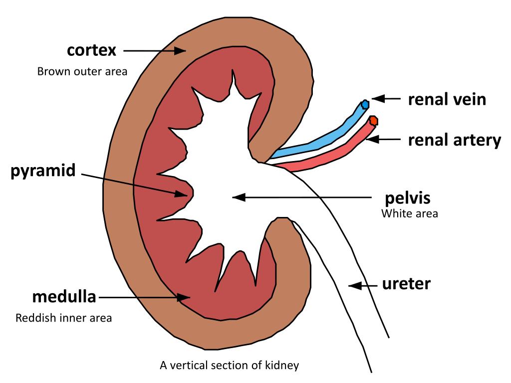 Кролог. Kidney structure. Kidney function. Kidney Anatomy. Почки на английском.