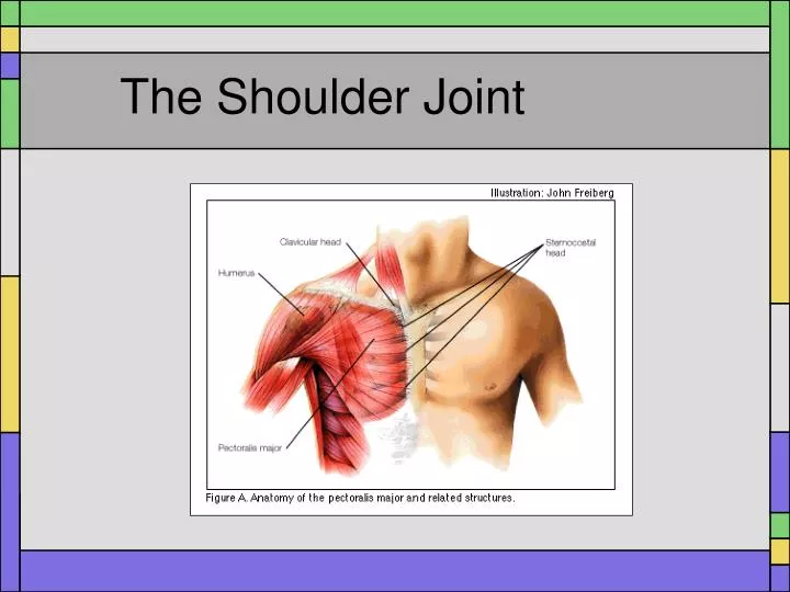 shoulder essay The human shoulder is the most mobile joint in the body this mobility provides the upper extremity with tremendous range of motion such as adduction, abduction, flexion, extension, internal rotation, external rotation, and 360° circumduction in the sagittal plane. shoulder essay The human shoulder is the most mobile joint in the body this mobility provides the upper extremity with tremendous range of motion such as adduction, abduction, flexion, extension, internal rotation, external rotation, and 360° circumduction in the sagittal plane.