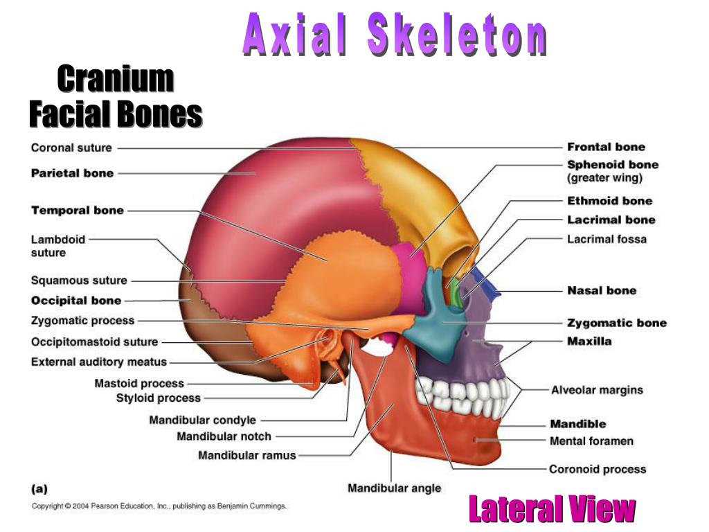 The bones form. Skeleton Bones Axial. Axial Bone. Cranium Bones. Frontal Bone.