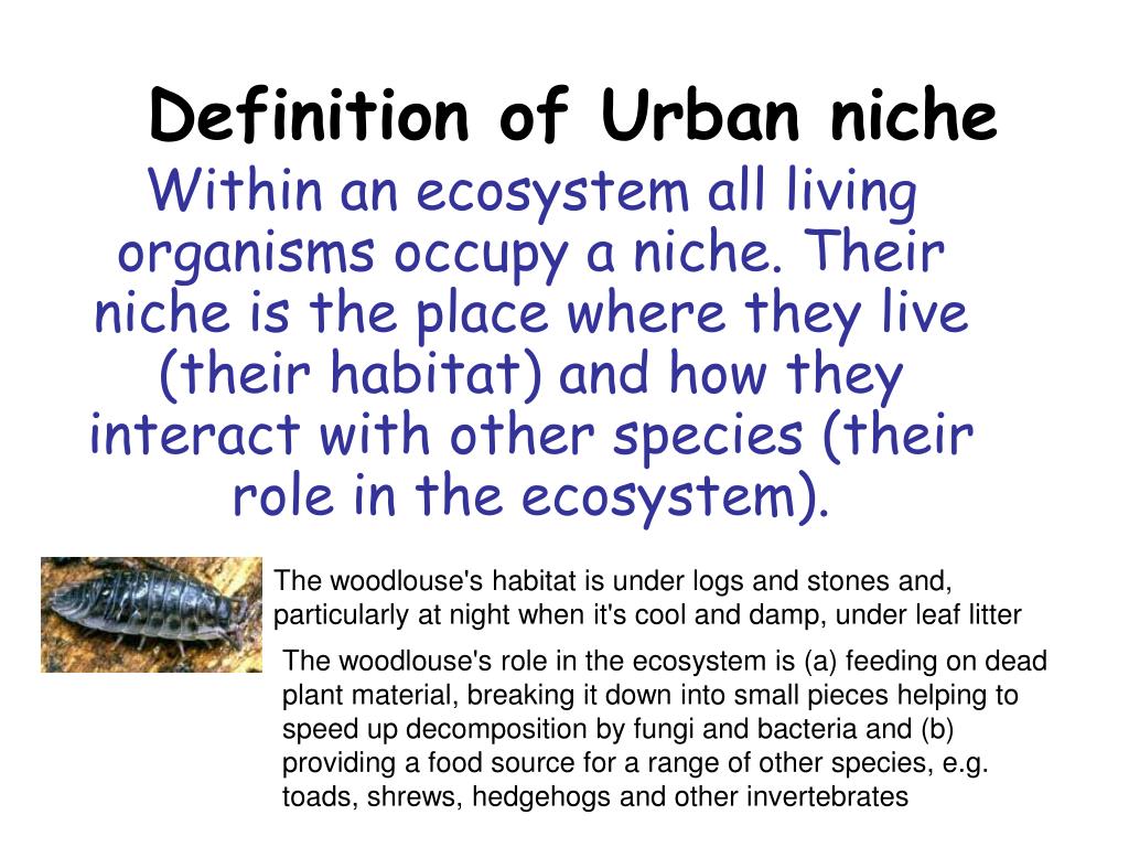 ppt - definition of urban niche powerpoint presentation - id:633793