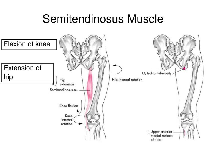 PPT - The Knee Joint PowerPoint Presentation - ID:634195