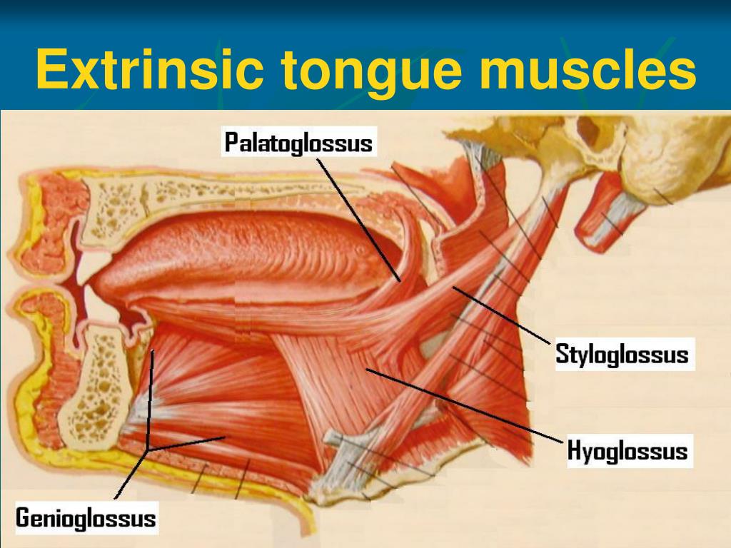 Extrinsic Muscle Of Tongue